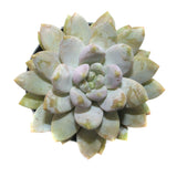 Lilac Mist | Sedeveria Lilac Mist