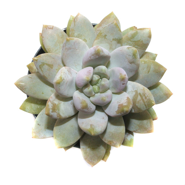 Sedeveria Lilac Mist - Lazy Gardens
