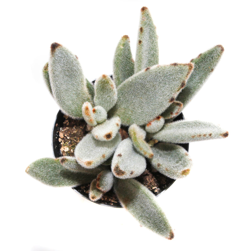 panda bear succulent Kalanchoe Tomentosa