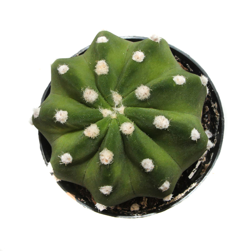 domino succulent Echinopsis Subdenudatum Dominos