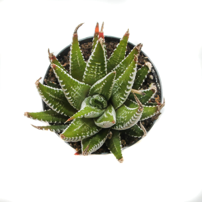 Zebra Plant | Haworthia Fasciata