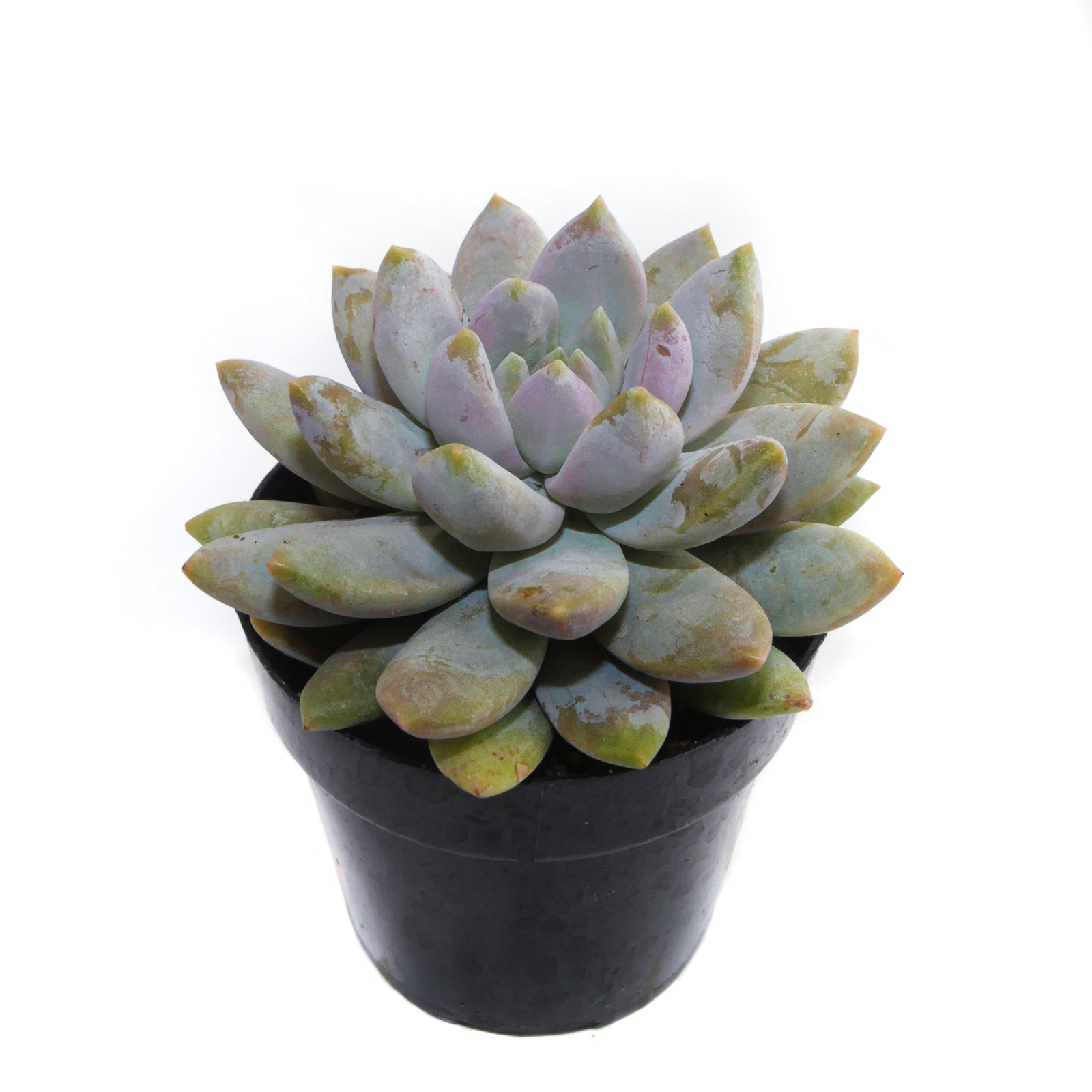Sedeveria Lilac Mist – Lazy Gardens