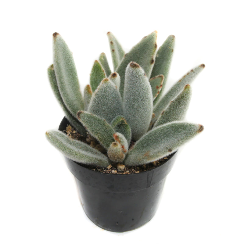 succulent panda Kalanchoe Tomentosa