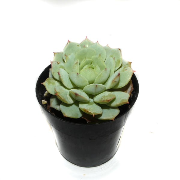 Echeveria Derenbergii | Painted Lady - Lazy Gardens