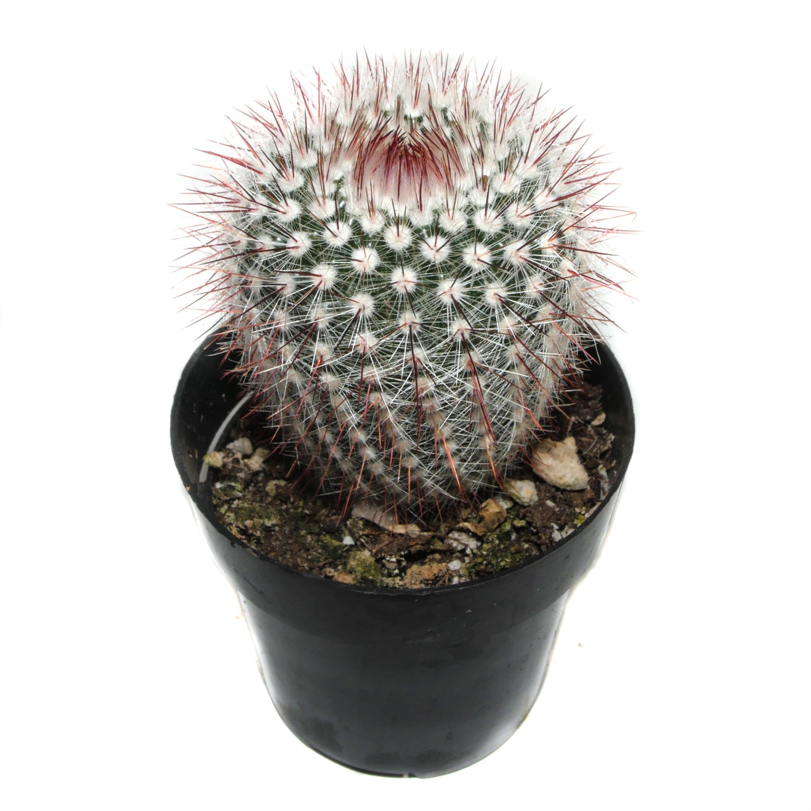 cactus pianta Notocactus Scopa