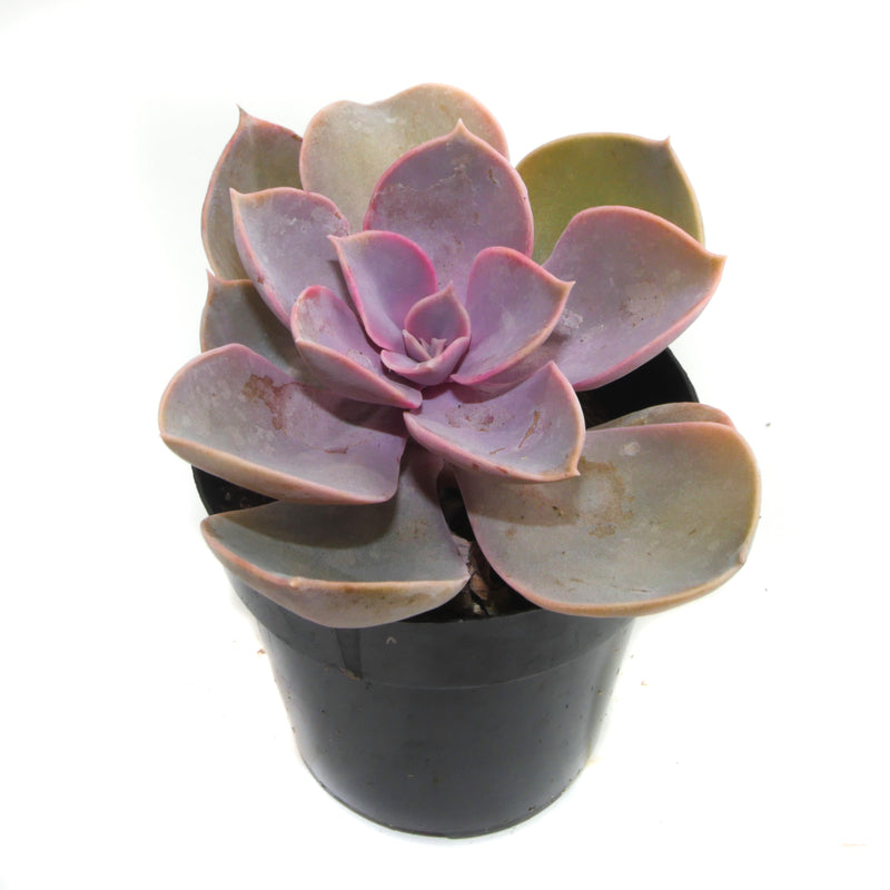 Perle von Nurnberg | Echeveria PVN