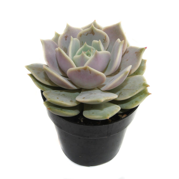 Echeveria Lola - Lazy Gardens