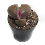 Royal Flush | Pleiospilos Nelii