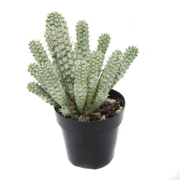 Corn Cob Cactus Variegated | Euphorbia Mammillaris Variegata