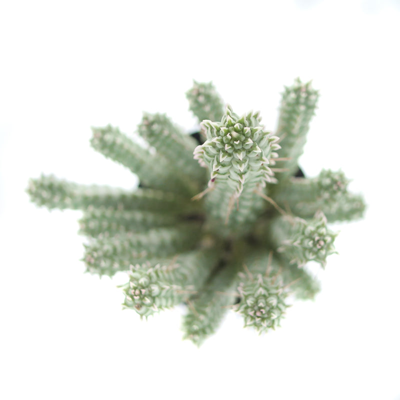 Corn Cob Cactus Variegated | Euphorbia Mammillaris Variegata