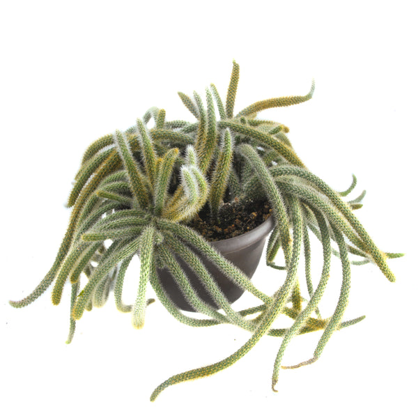 Rat Tail Cactus | Hildewintera Aureispina
