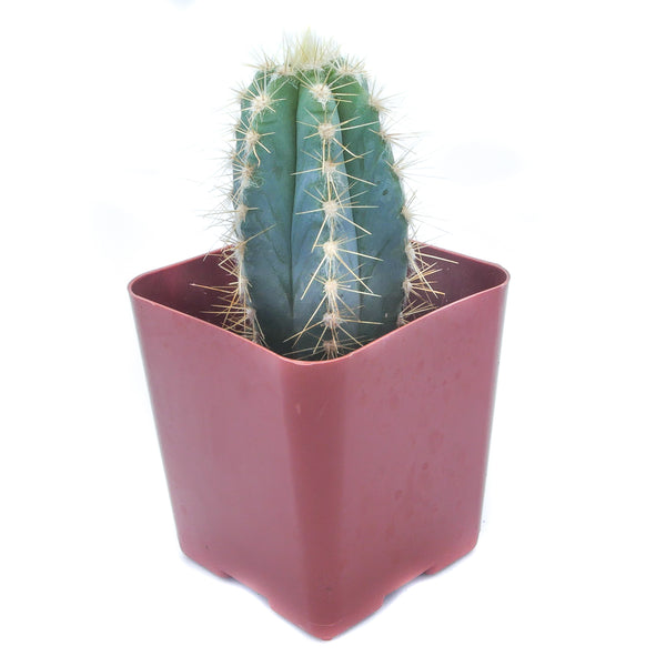 Blue Torch Cactus | Pilosocereus Pachycladus