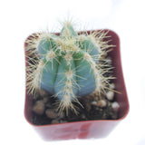 Pilosocereus Pachycladus | Blue Torch Cactus - Lazy Gardens