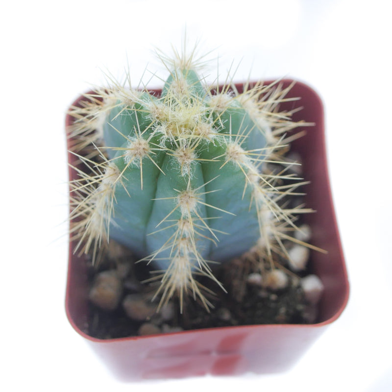 Pilosocereus Pachycladus | Blue Torch Cactus - Lazy Gardens