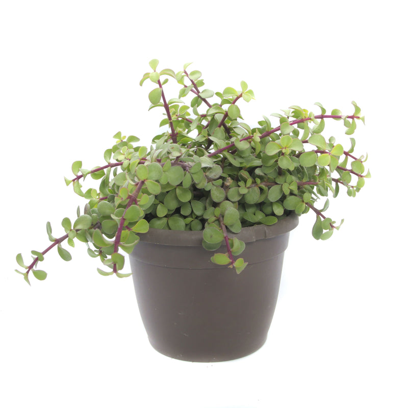 Portulacaria Afra Prostrata | Trailing Elephant Bush - Lazy Gardens