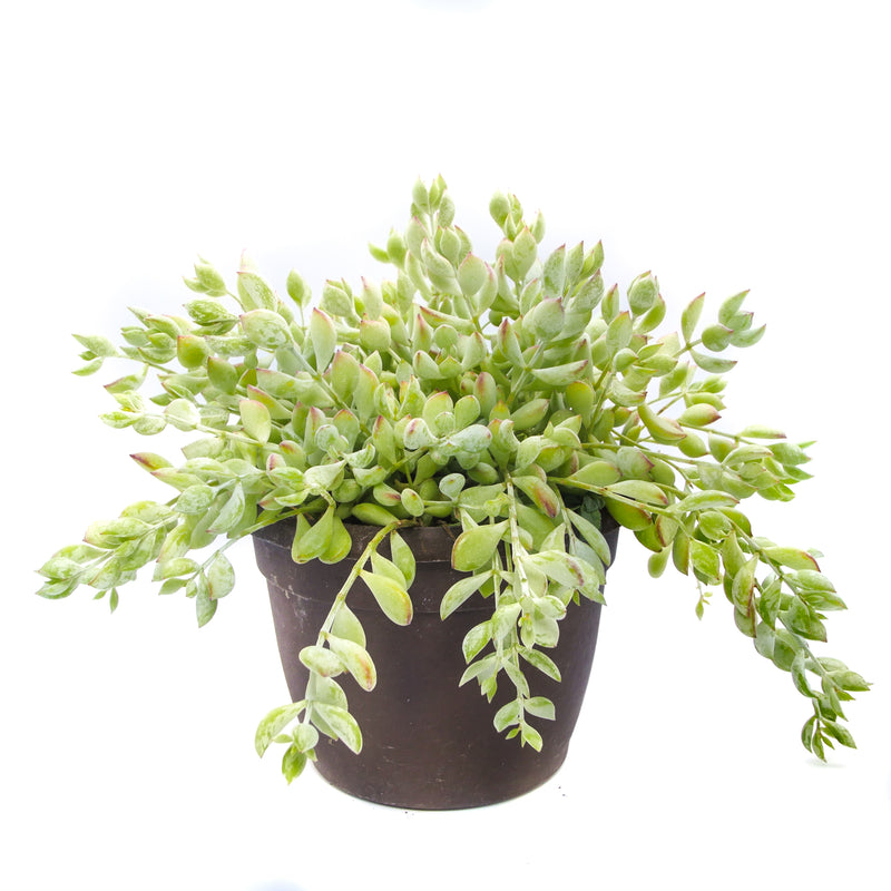 Cliff Cotyledon | Cotyledon Pendens