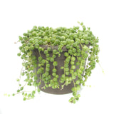 Senecio Rowleyanus | String of Pearls - Lazy Gardens