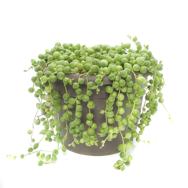 Buy String of Pearls Hanging Succulent Plant Online 6 inch / Minimalist Pot by Succulents Box