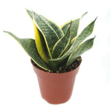 Snake Plant Variegated | Sansevieria Trifasciata var. Laurentii