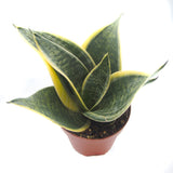 Snake Plant Variegated | Sansevieria Trifasciata var. Laurentii