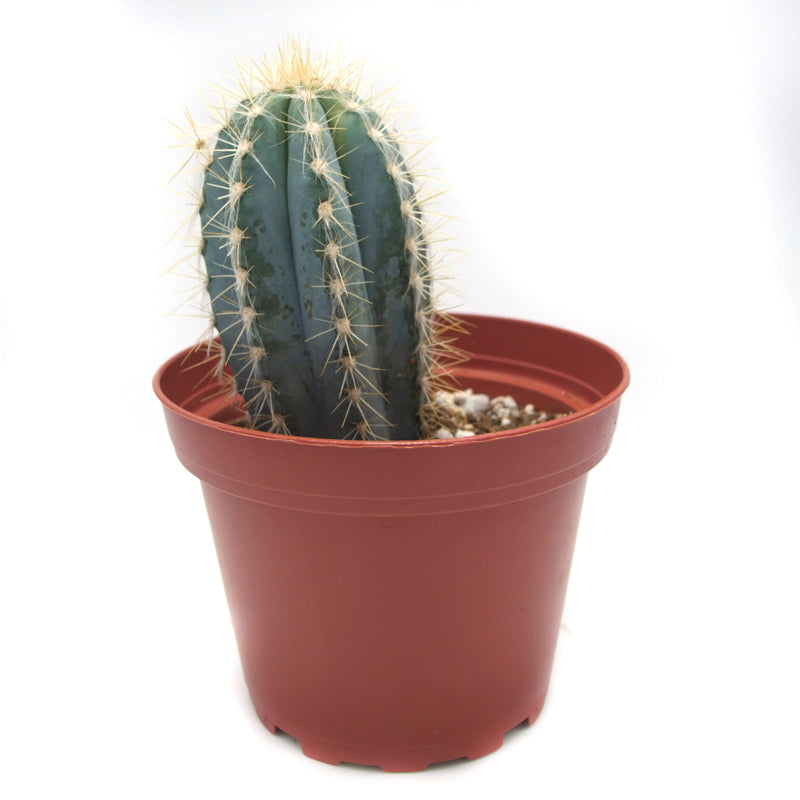 Blue Torch Cactus | Pilosocereus Pachycladus