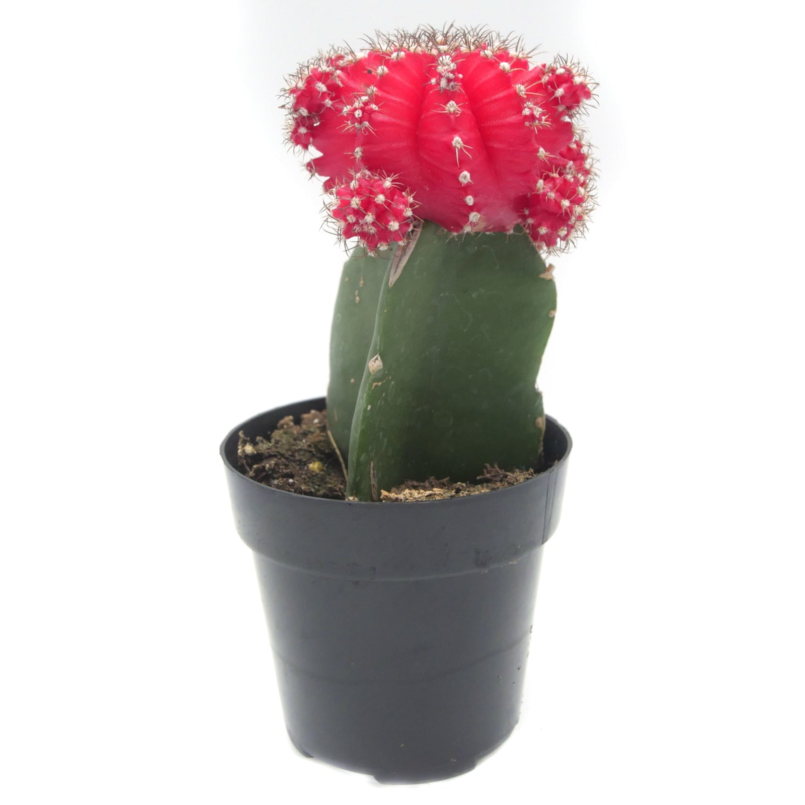 cactus with red top Gymnocalycium mihanovichii freidrichii