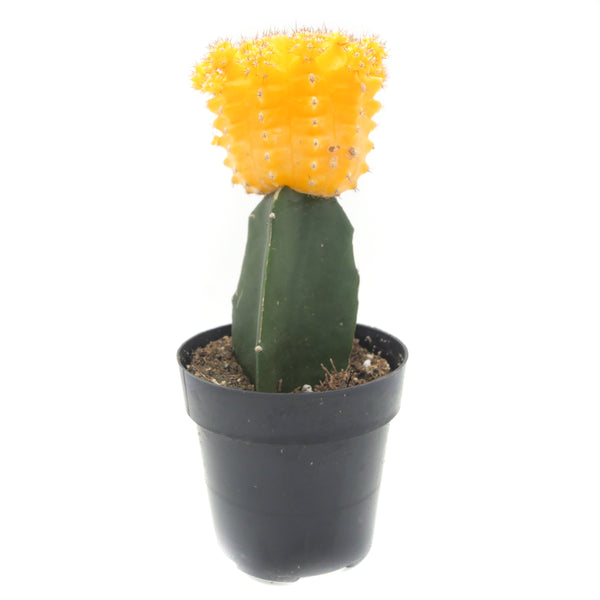 Moon Cactus Yellow | Gymnocalycium mihanovichii freidrichii