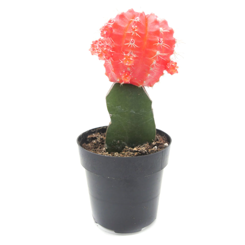 Gymnocalycium mihanovichii freidrichii | Moon Cactus Orange - Lazy Gardens