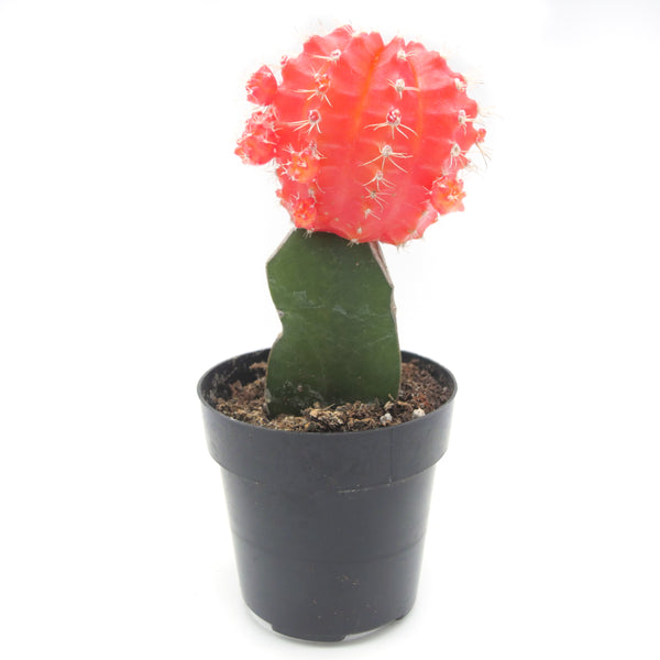 Gymnocalycium mihanovichii freidrichii | Moon Cactus Orange - Lazy Gardens