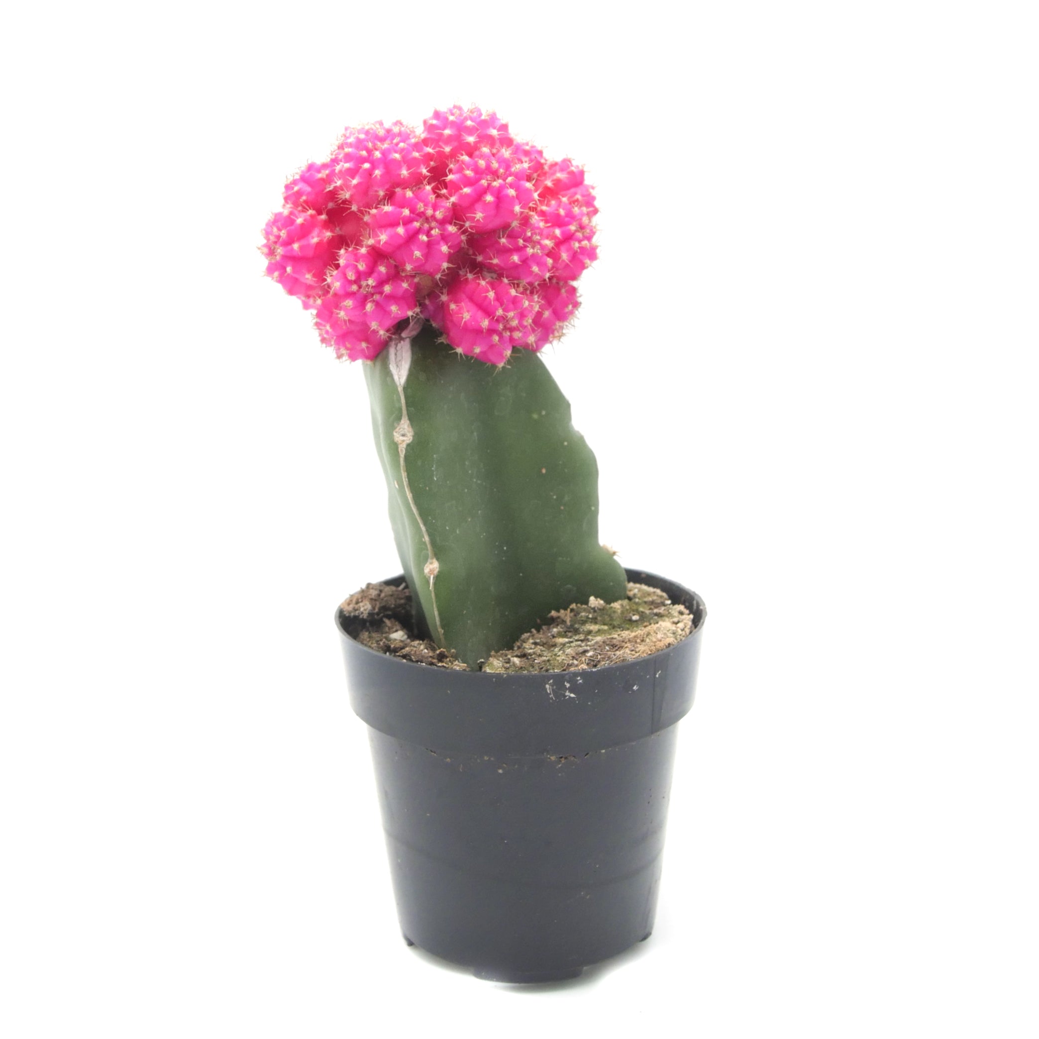 pink cactus plant Gymnocalycium mihanovichii freidrichii