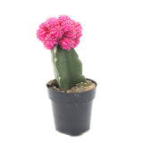 Moon Cactus Pink | Gymnocalycium mihanovichii freidrichii
