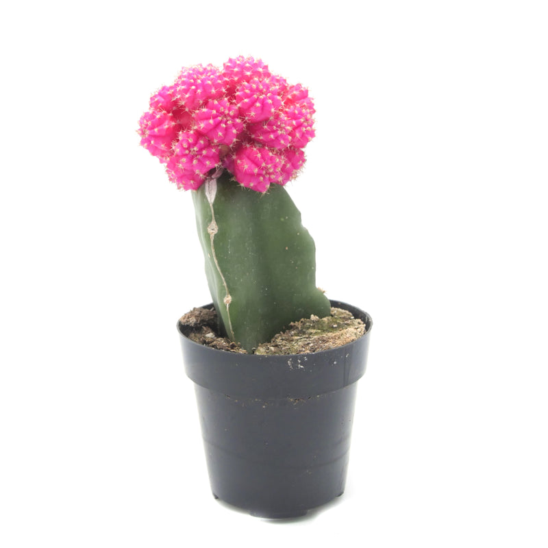Gymnocalycium mihanovichii freidrichii | Moon Cactus Pink - Lazy Gardens