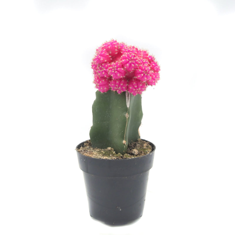 Moon Cactus Pink | Gymnocalycium mihanovichii freidrichii