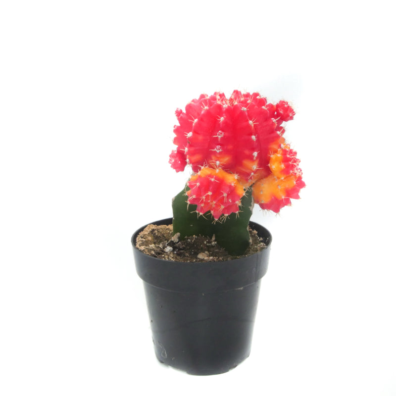 Gymnocalycium mihanovichii freidrichii | Moon Cactus Red & Yellow - Lazy Gardens