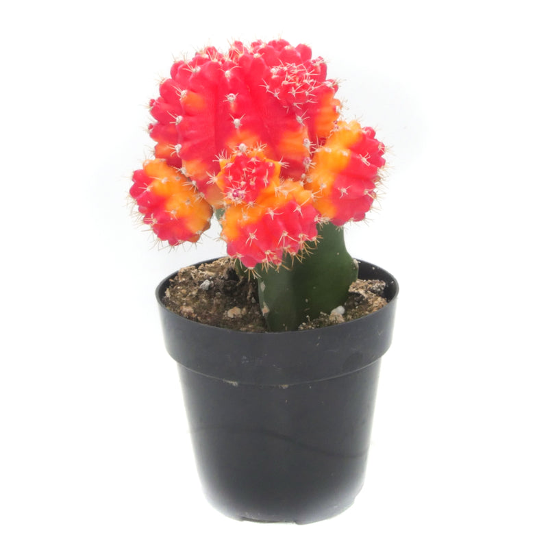 red and yellow succulents Gymnocalycium mihanovichii freidrichii