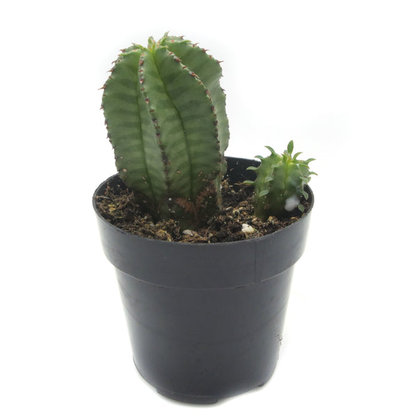 Euphorbia Anoplia | Tanzanian Zipper Plant - Lazy Gardens