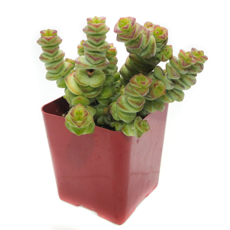 baby necklace succulent care Crassula Baby's Necklace
