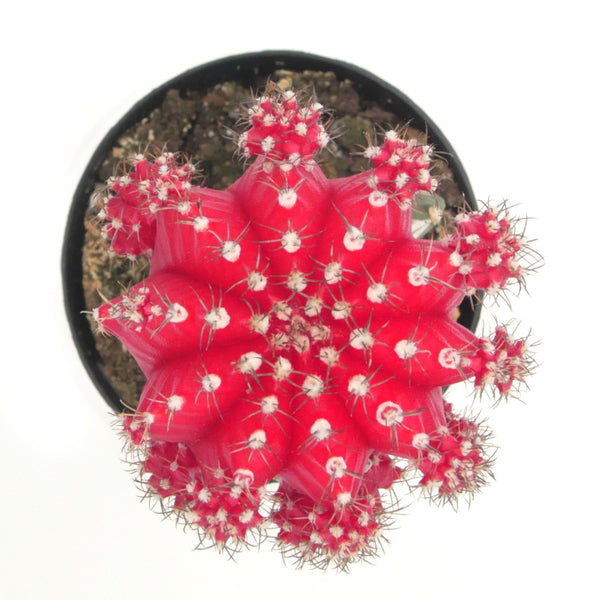 Gymnocalycium mihanovichii freidrichii | Moon Cactus Red - Lazy Gardens