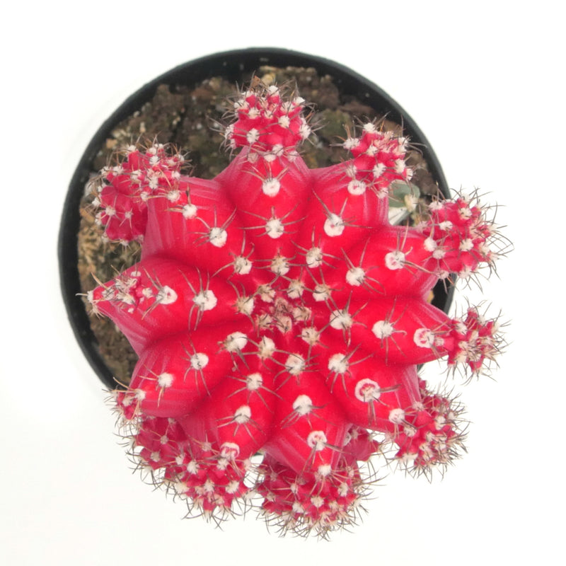 Gymnocalycium mihanovichii freidrichii | Moon Cactus Red - Lazy Gardens