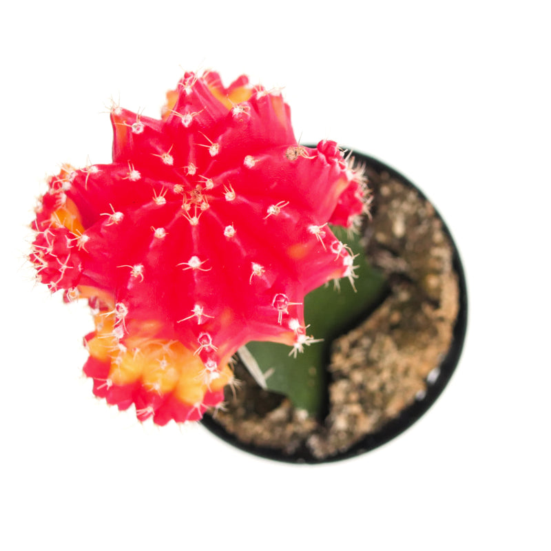Gymnocalycium mihanovichii freidrichii | Moon Cactus Red & Yellow ...