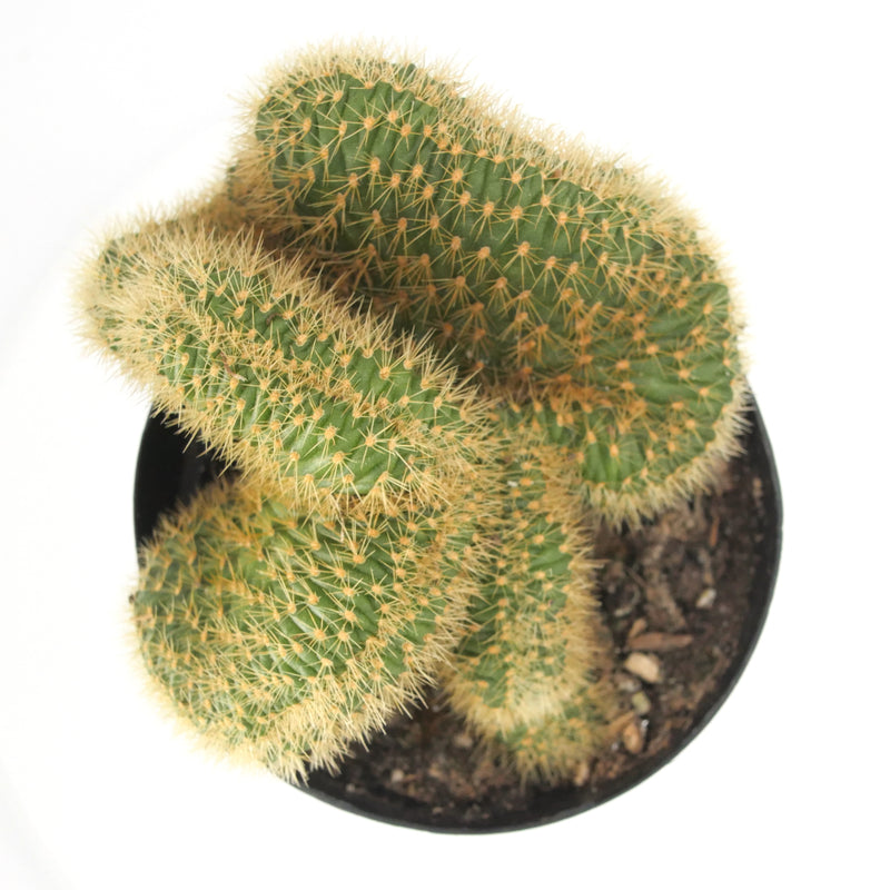 Rat Tail Crested Cactus | Hildewintera Aureispina Cristata