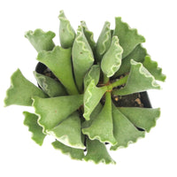 Adromischus Cristatus | Key Lime Pie