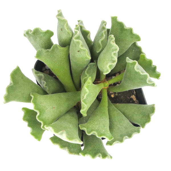 Key Lime Pie | Adromischus Cristatus