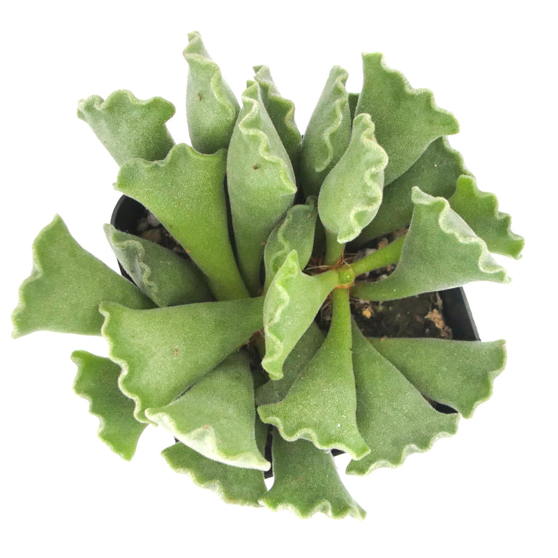 key lime pie plant succulent Adromischus Cristatus