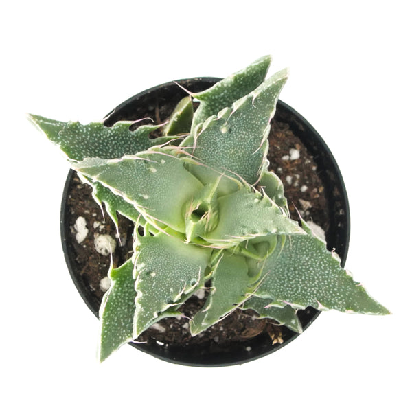 Faucaria Tigrina | Tiger Jaw - Lazy Gardens