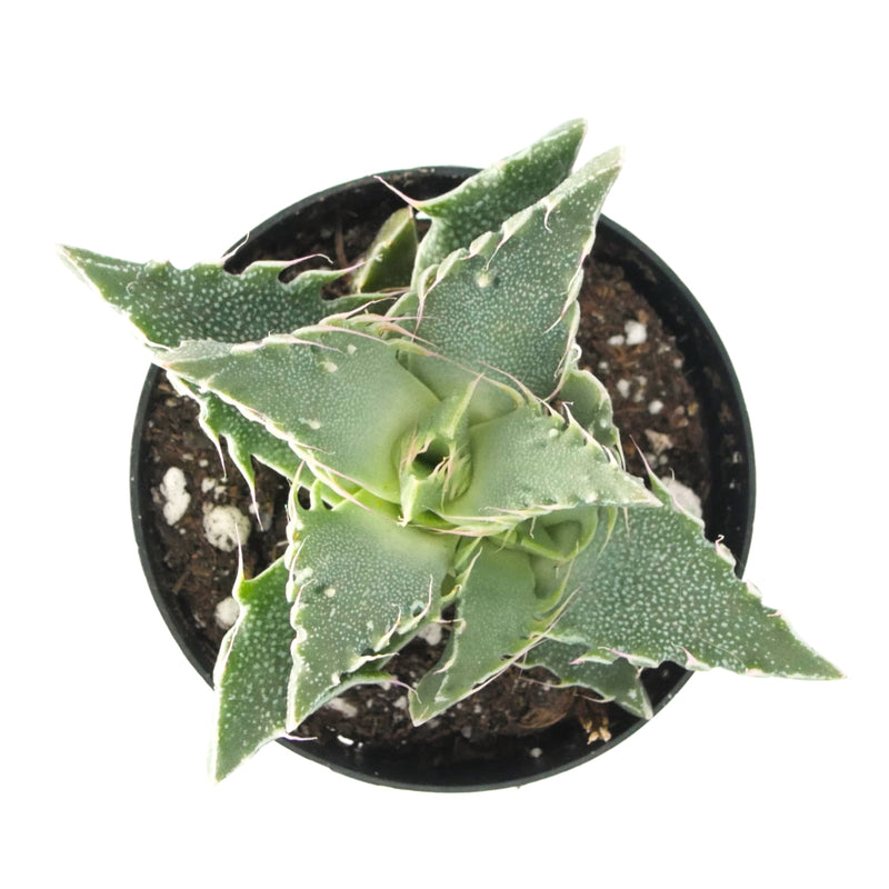 Faucaria Tigrina | Tiger Jaw - Lazy Gardens