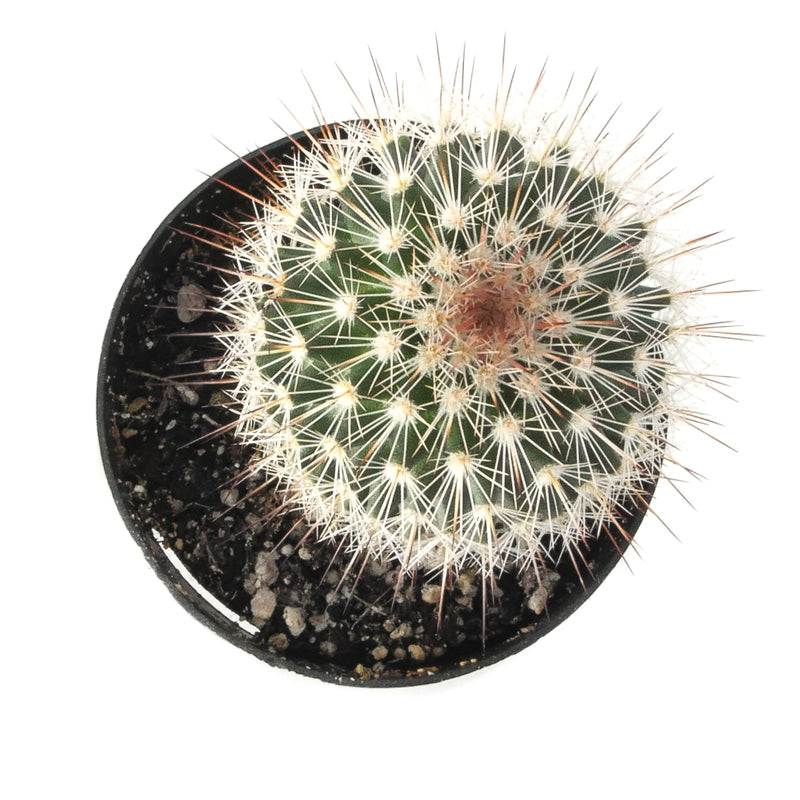 Red Headed Irishmen | Mammillaria Spinosissima