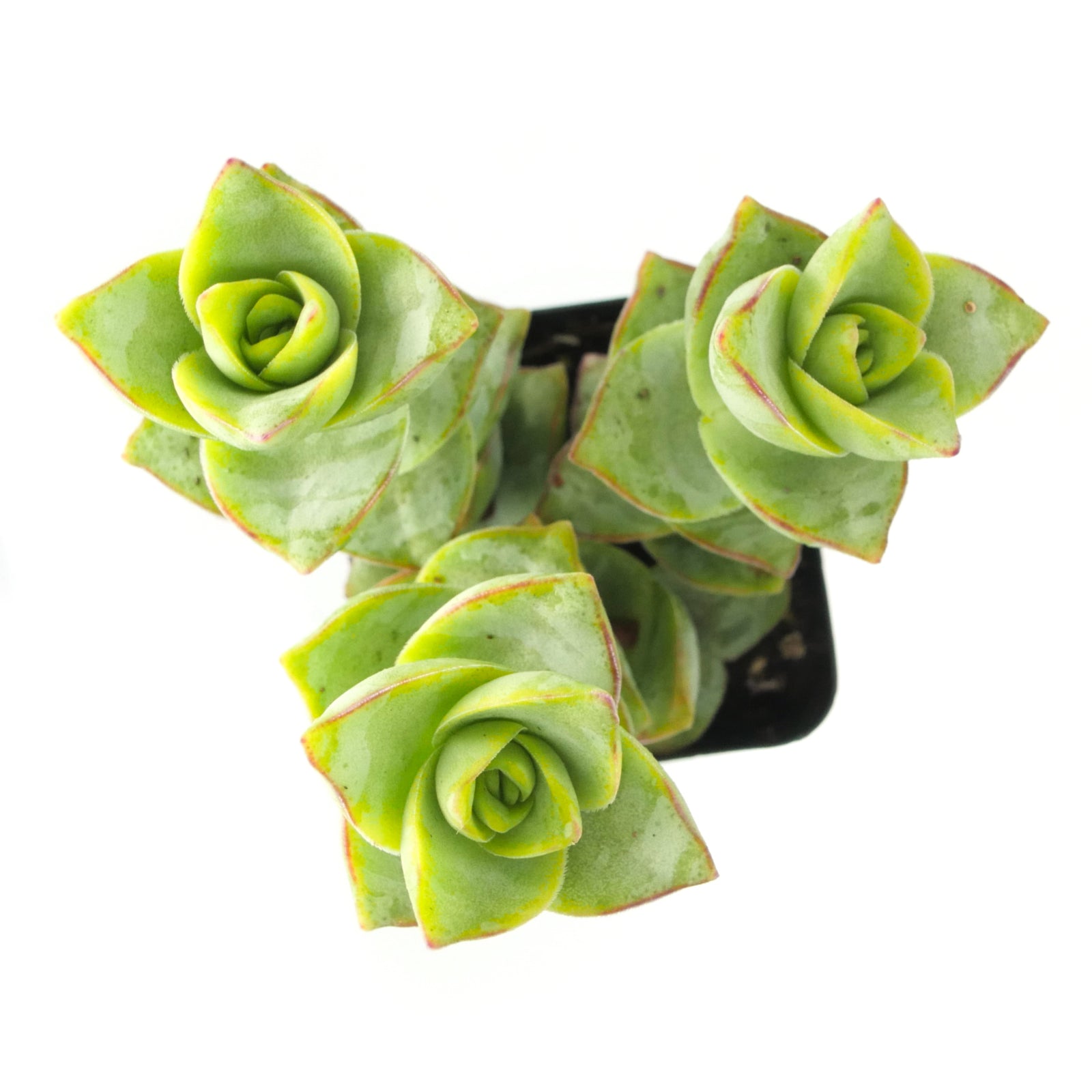 button succulent Crassula Perforata