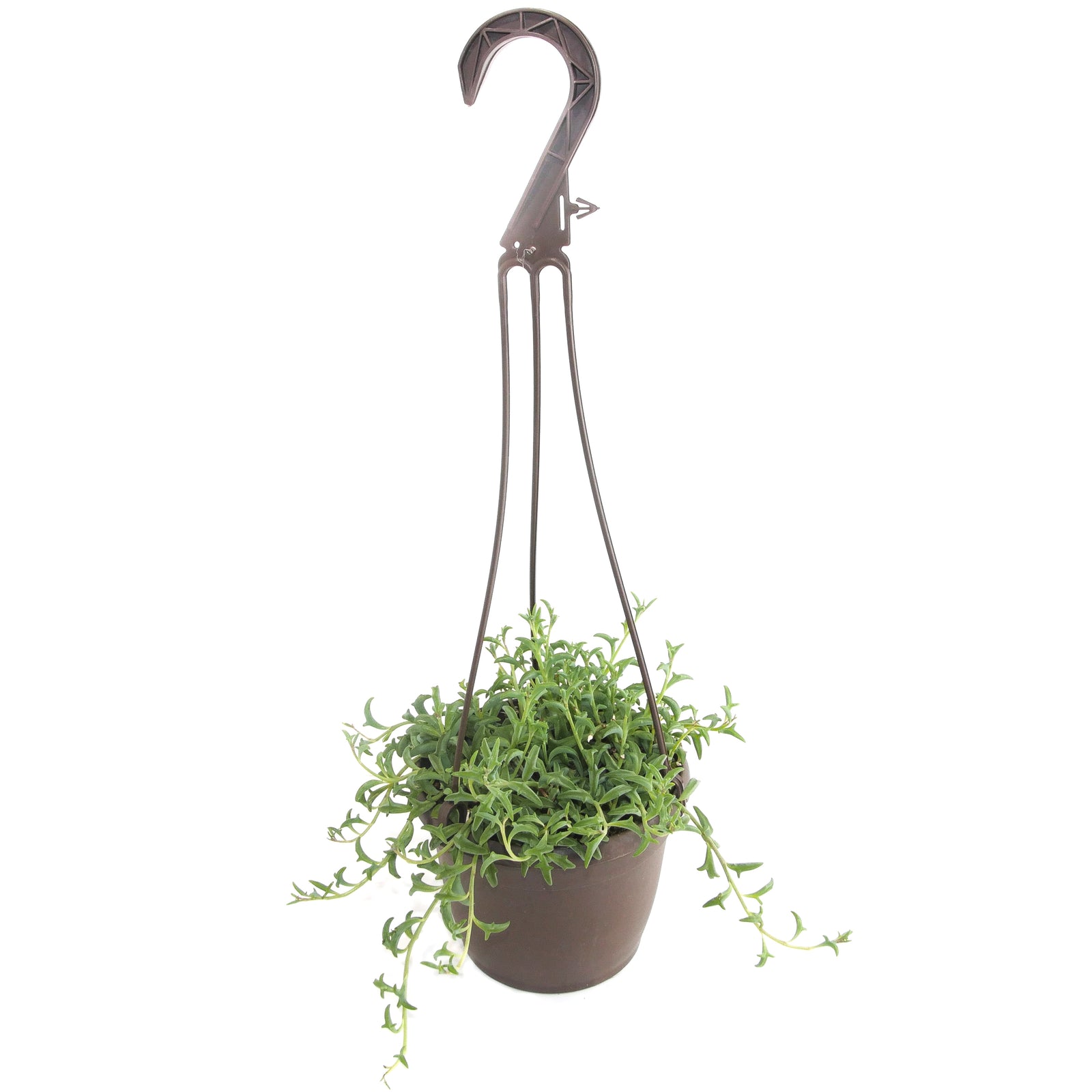 dolphin string succulent Senecio peregrinus