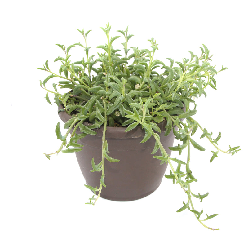 Senecio peregrinus | String of Dolphins - Lazy Gardens